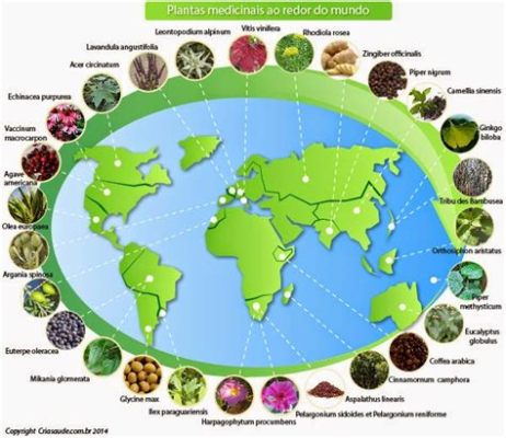 Destillado de Datura: Uma Jornada Através do Mundo das Plantas Medicinais e da Química Complexa!