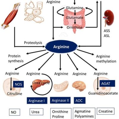 L-arginina: Um Aminoácido Essencial para a Síntese de Proteínas e a Produção de Adubos!